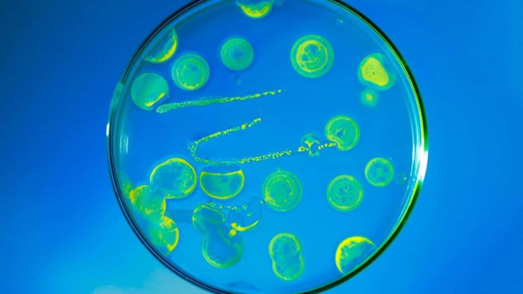 Do Dishwashers Kill Germs